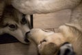 Alaskan malamutes playing with each other