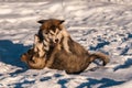 Alaskan malamutes playing in the snow