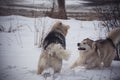 Alaskan Malamutes playing in snow Royalty Free Stock Photo