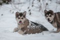 Alaskan Malamutes pups playing in de snow