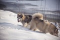 Alaskan Malamutes sniffing the snow