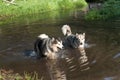 Alaskan Malamutes swimming Royalty Free Stock Photo