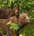 Alaskan mama bear and cub