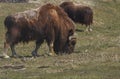 Alaskan Muskox Royalty Free Stock Photo