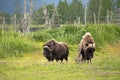 Alaskan musks Royalty Free Stock Photo