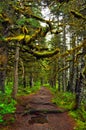 Alaskan rain forest Royalty Free Stock Photo