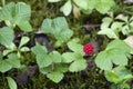 Alaskan Red Berry