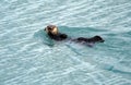 Alaskan Sea Otter swimming