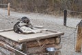 Alaskan sled dog Royalty Free Stock Photo