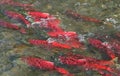 Alaskan Sockeye Salmon Royalty Free Stock Photo