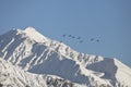 Alaskan Trumpeter Swans flying Royalty Free Stock Photo