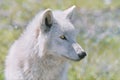 Alaskan Tundra Wolf Royalty Free Stock Photo