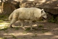 Alaskan tundra wolf, barren-ground wolf Canis lupus tundrarum.