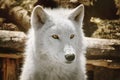 Alaskan Tundra Wolf Royalty Free Stock Photo