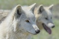 Alaskan Tundra Wolf Royalty Free Stock Photo