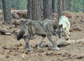 Alaskan Tundra Wolf