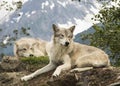 Alaskan Tundra Wolves Royalty Free Stock Photo