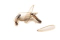 Alates or Flying Termite on White background.