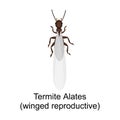 Alates termite vector icon.Cartoon vector icon isolated on white background alates termite . Royalty Free Stock Photo