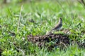 Alauda arvensis, Skylark Royalty Free Stock Photo