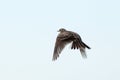 Alauda arvensis, Skylark Royalty Free Stock Photo