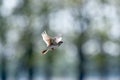 Alauda arvensis, Skylark