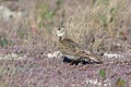 Alauda arvensis. SkyLark among the grass on a summer day Royalty Free Stock Photo