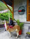 Alausi, Ecuador. Lama to serve tourists at the railway station Devil`s nose