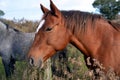 Alazan horse Royalty Free Stock Photo