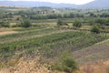 View of mole vineyards Alazani Valley Georgia