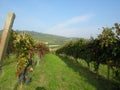 Alba Barolo vineyards Piemonte Italy Royalty Free Stock Photo