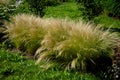 ornamental steppe grasses can withstand drought and are decorative even in winter in rows or individually or in combination with a Royalty Free Stock Photo