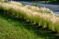 Ornamental steppe grasses can withstand drought and are decorative even in winter in rows or individually or in combination with a Royalty Free Stock Photo