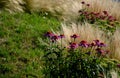 Ornamental steppe grasses can withstand drought and are decorative even in winter in rows or individually or in combination with a Royalty Free Stock Photo