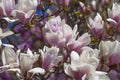 Alba saucer magnolia flowers