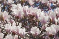 Alba saucer magnolia flowers