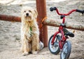 Albacete, Spain, November 3, 2019: Cute little dog tied to a bike waiting at a park to his family. Children playing on playground Royalty Free Stock Photo