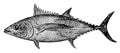 Albacore I Antique Animal Illustrations