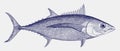 Albacore or longfin tuna, a food fish from the Atlantic, Indian and Pacific Ocean in side view