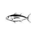 Albacore Thunnus Alalunga or Longfin Tuna Side View Retro Black and White