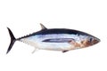 Albacore tuna fish Thunnus Alalunga Royalty Free Stock Photo