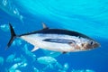 Albacore tuna fish Thunnus Alalunga Royalty Free Stock Photo