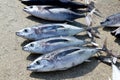 Albacore tuna fish Thunnus Alalunga catch