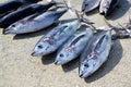 Albacore tuna fish Thunnus Alalunga catch