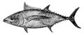 Albacore, vintage illustration