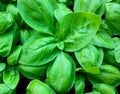 albahaca - basil Royalty Free Stock Photo