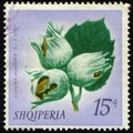 ALBANIA - CIRCA 1972: stamp 15 Albanian qindarke printed by Albania, shows Hazelnuts, Wild Fruits and Nuts series