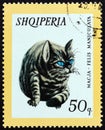 ALBANIA - CIRCA 1966: A stamp printed in Albania from the `Domestic Animals` issue shows Cat Felis catus, circa 1966.