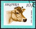 ALBANIA - CIRCA 1966: A stamp printed in Albania from the `Domestic Animals` issue shows Cow Bos taurus, circa 1966.