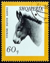 ALBANIA - CIRCA 1966: A stamp printed in Albania from the `Domestic Animals` issue shows Donkey Equus asinus, circa 1966.